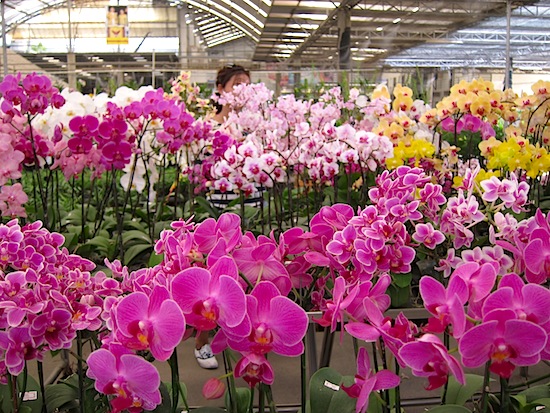 orchidea7.jpg